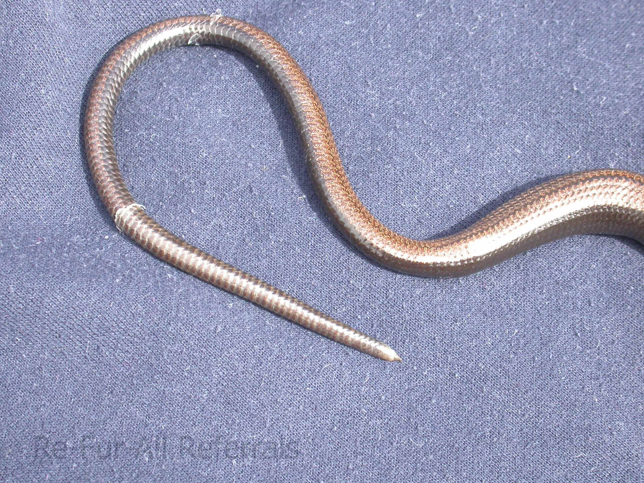 Dysecdysis